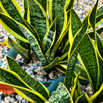 Lengua de suegra: propiedades, beneficios y riesgos de esta popular planta medicinal